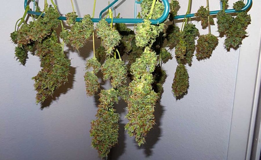 NY PENAL LAW § 221.25 CRIMINAL POSSESSION OF MARIHUANA IN THE SECOND DEGREE NY PENAL LAW § 221.25 CRIMINAL POSSESSION OF MARIHUANA IN THE SECOND DEGREE