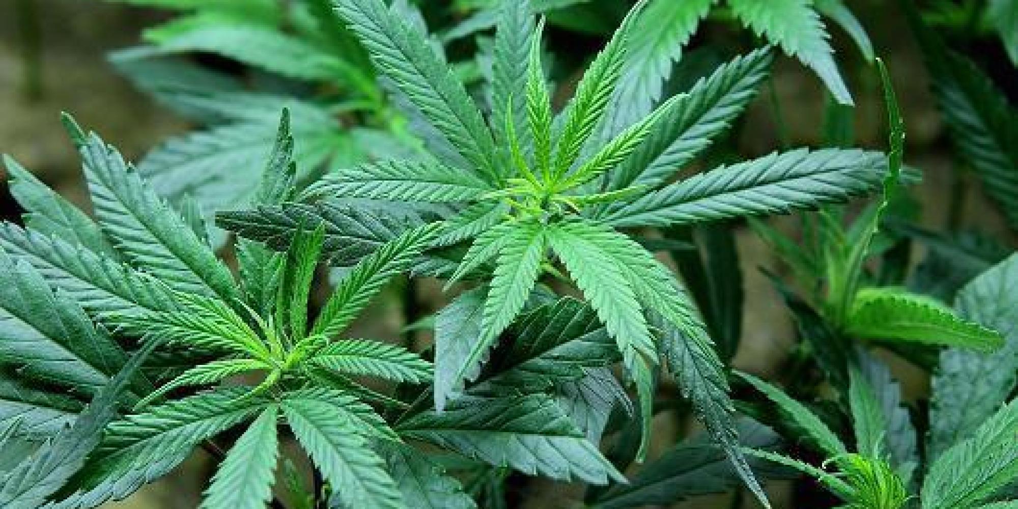 NY Penal law 221.15 Criminal possession of marihuana in the fourth degree. NY Penal law 221.15 Criminal possession of marihuana in the fourth degree.