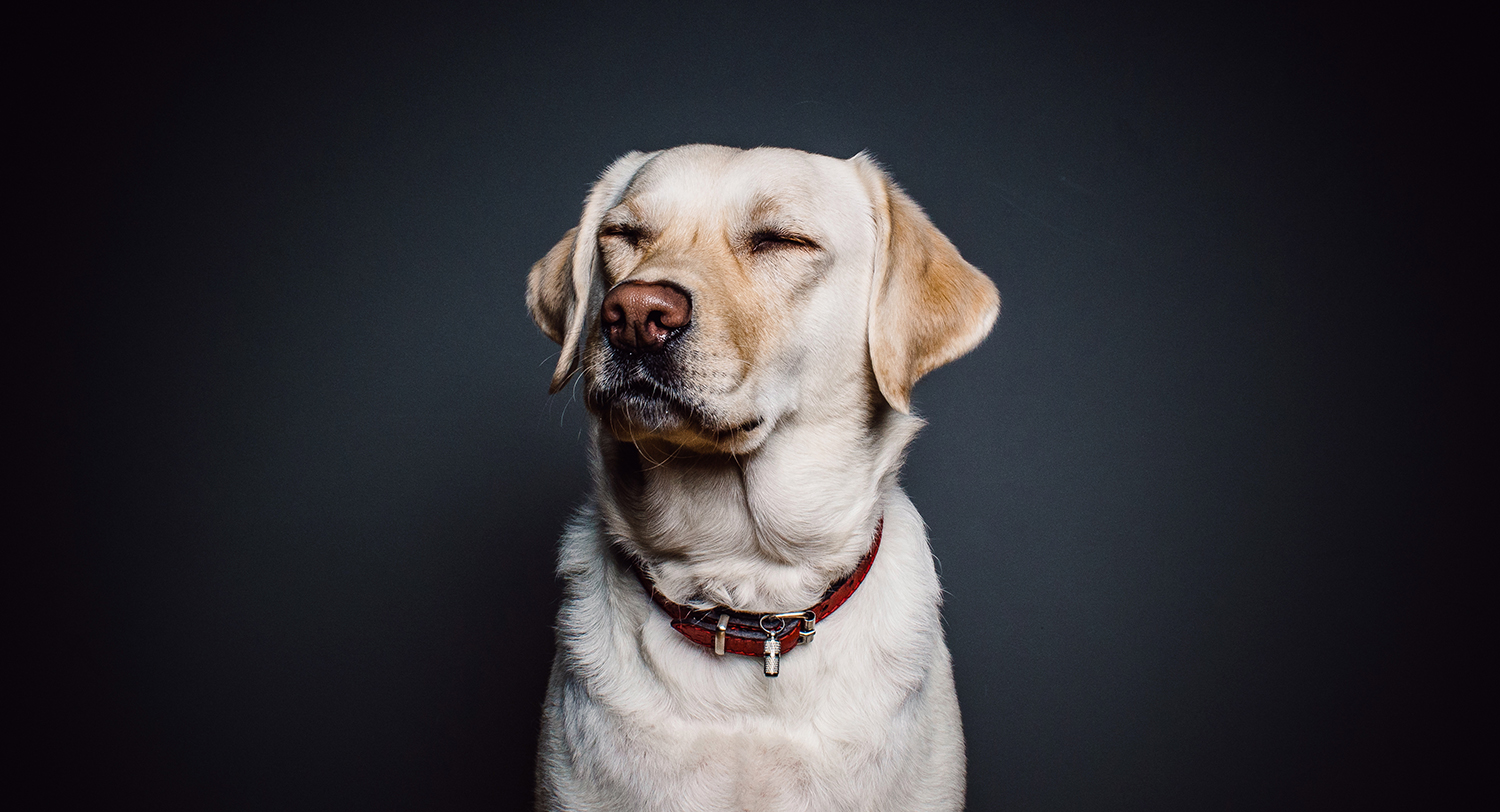 Article 242: Offenses against service animals and handlers Article 242: Offenses against service animals and handlers